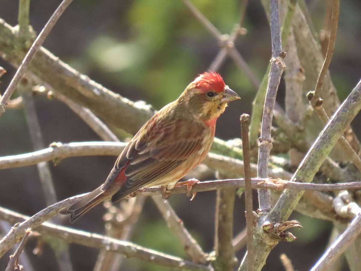 Purple Finch - ML646408414