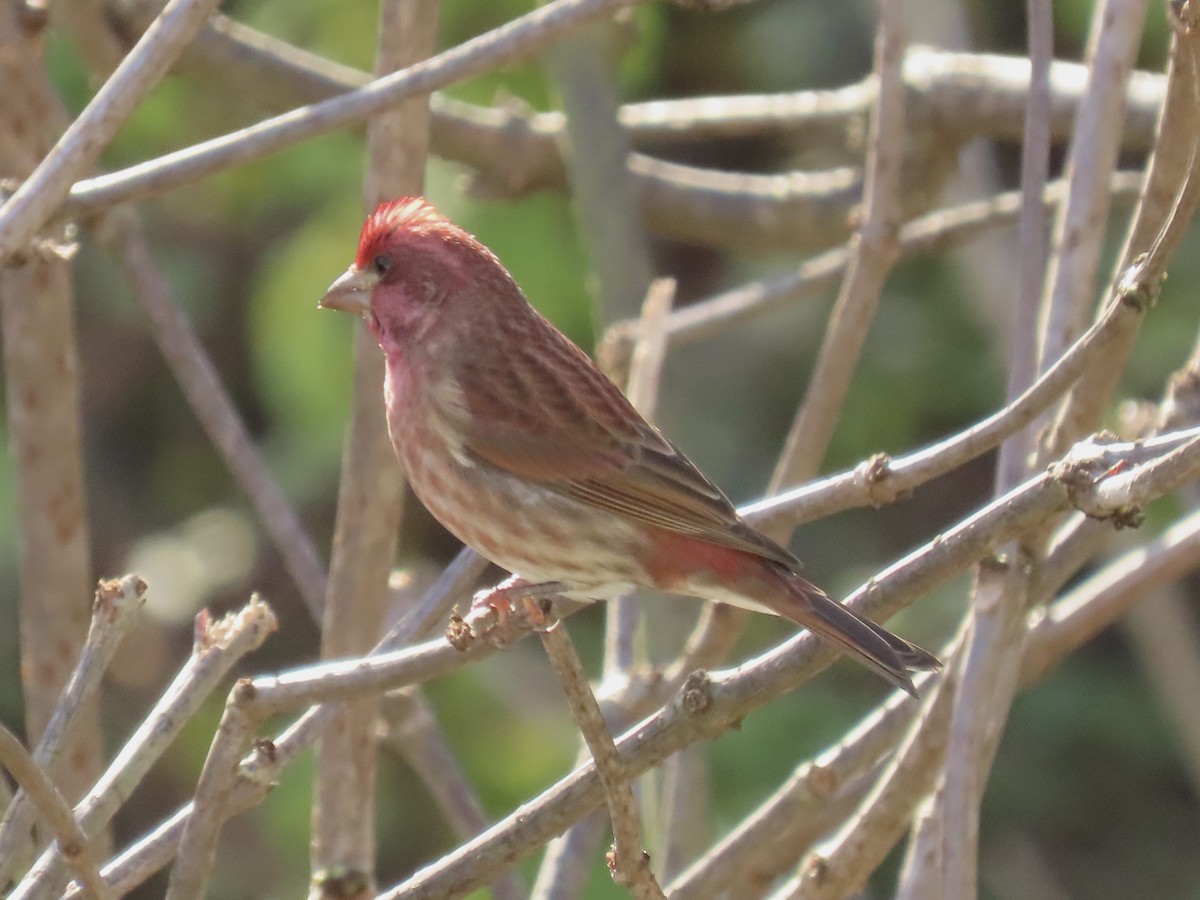 Purple Finch - ML646408415