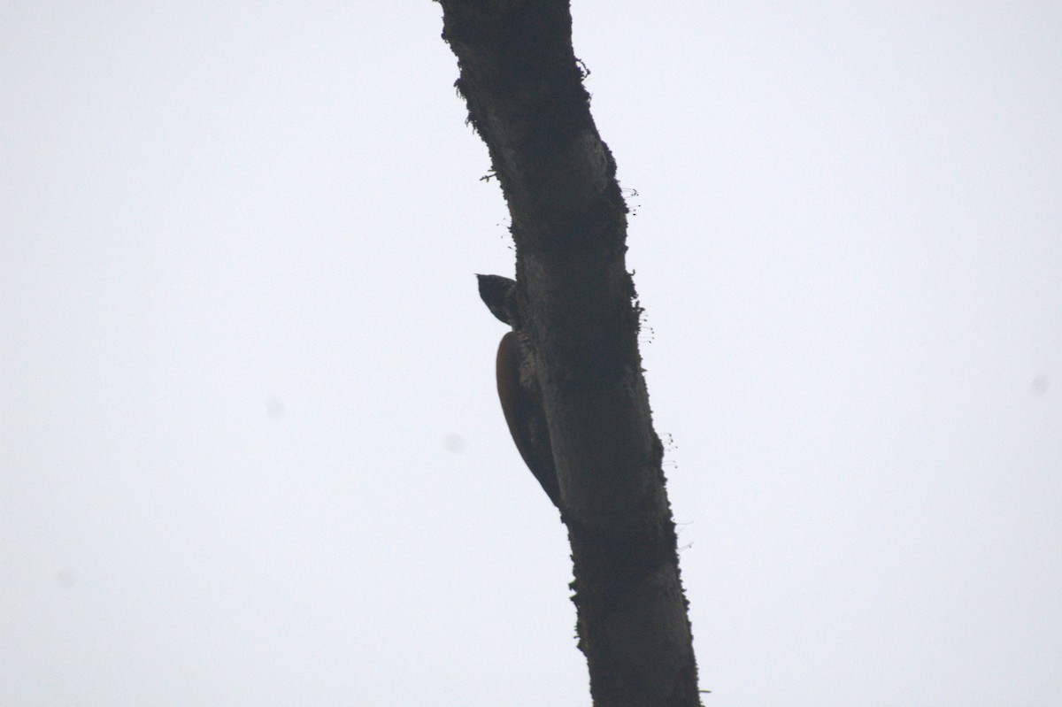 Malabar Flameback - ML646408416