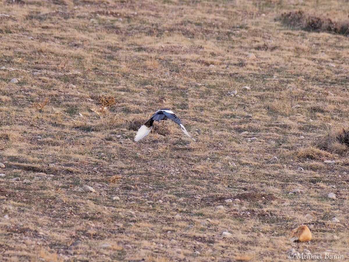 Eurasian Magpie - ML646408417