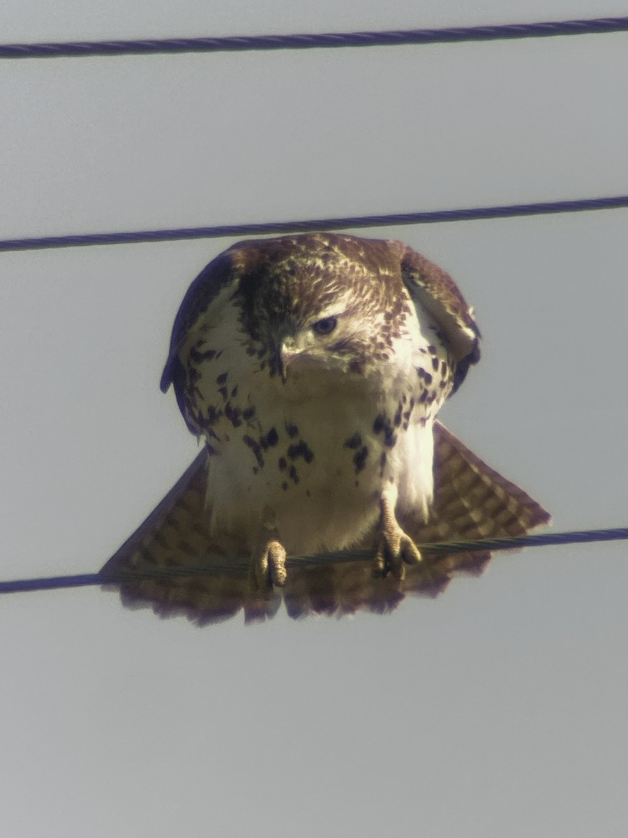 Red-tailed Hawk - ML646408422