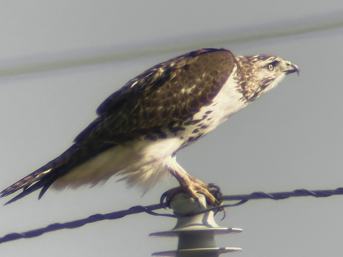 Red-tailed Hawk - ML646408424
