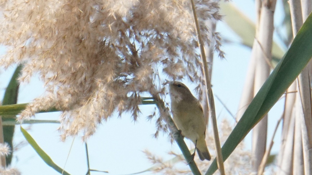 Common Chiffchaff - ML646408426