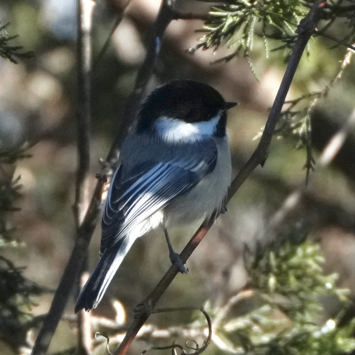 Mésange à tête noire - ML646408429