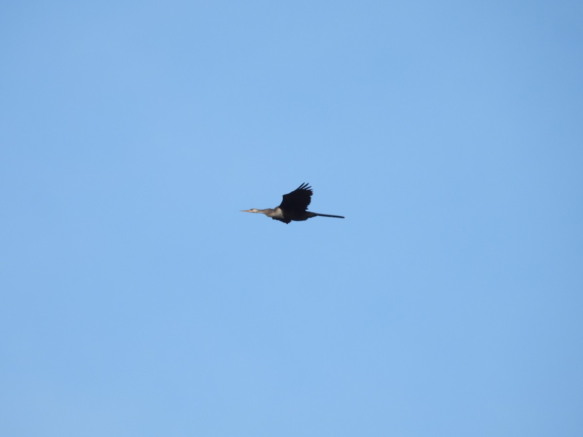 Anhinga - ML646408430