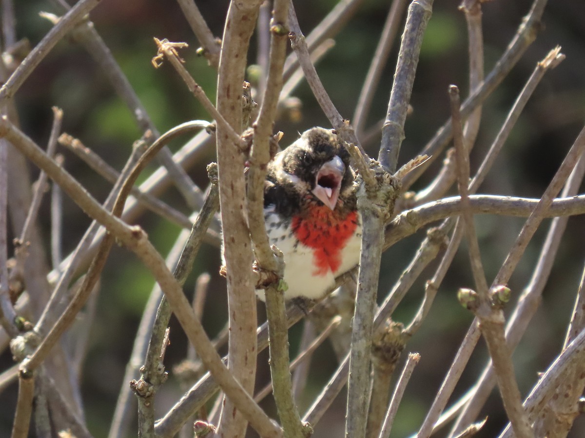 Rose-breasted Grosbeak - ML646408431