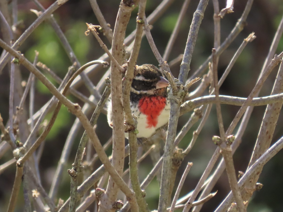 Rose-breasted Grosbeak - ML646408432