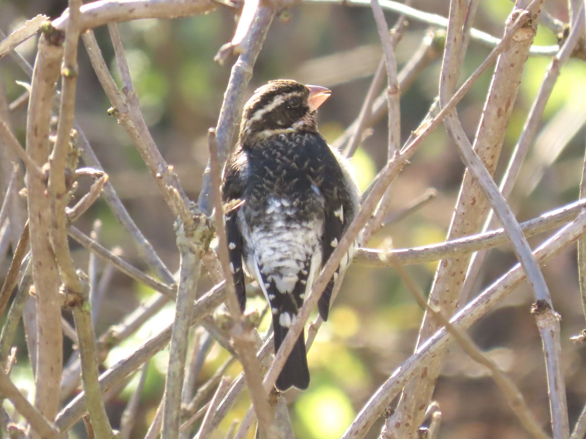 Rose-breasted Grosbeak - ML646408433