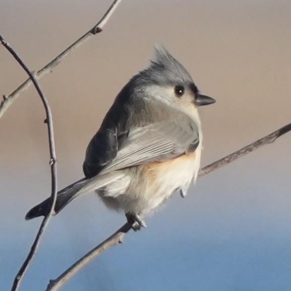 Mésange bicolore - ML646408434