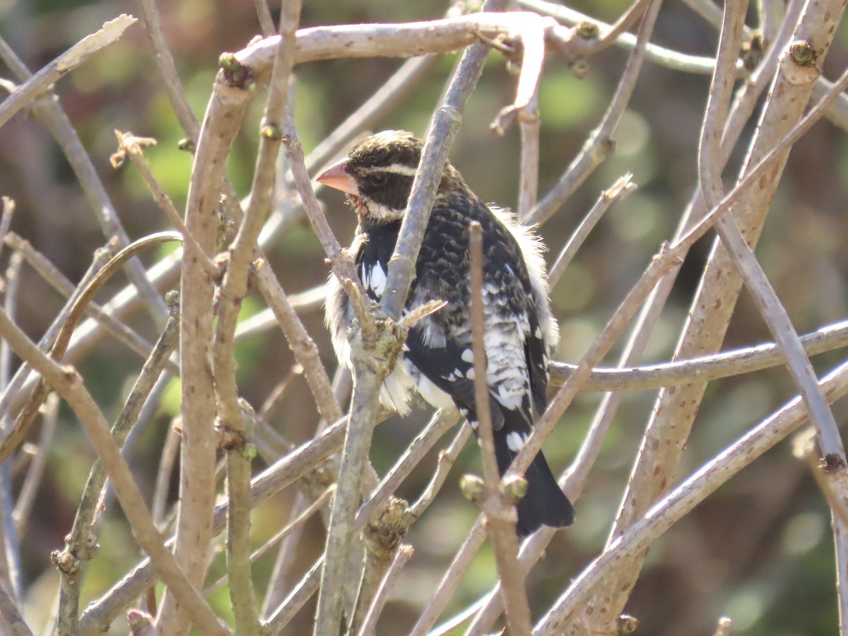Rose-breasted Grosbeak - ML646408435