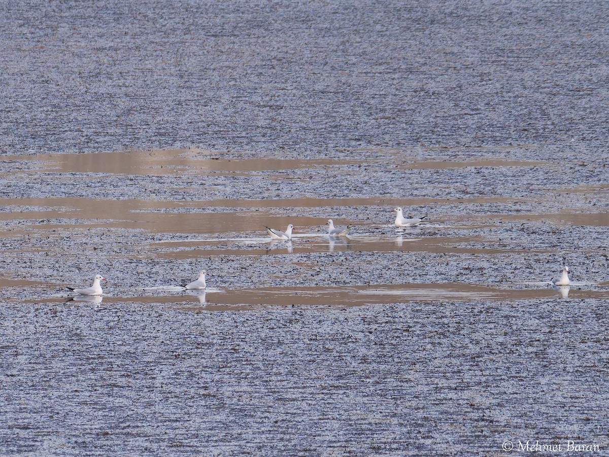 ユリカモメ - ML646408437