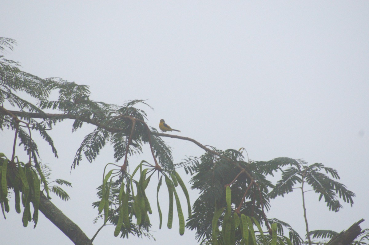 Orange Minivet - ML646408440