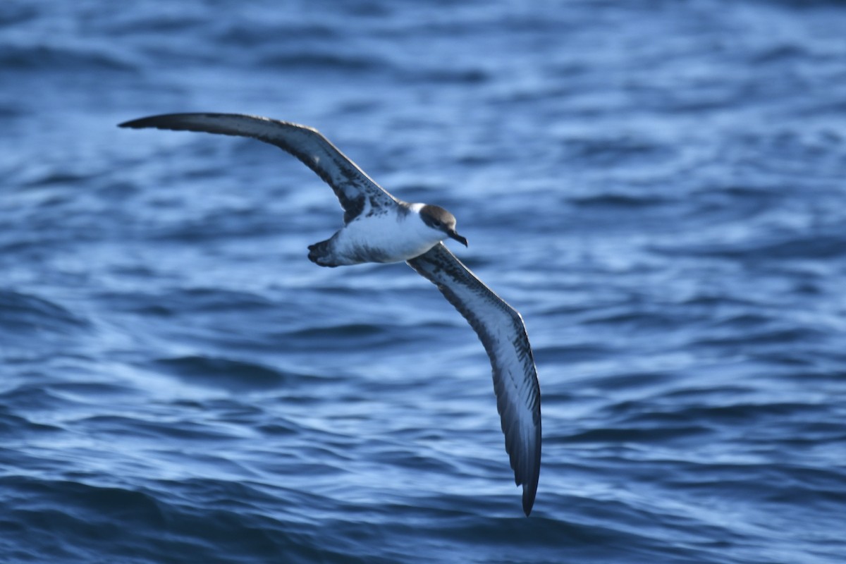 Great Shearwater - ML646408441