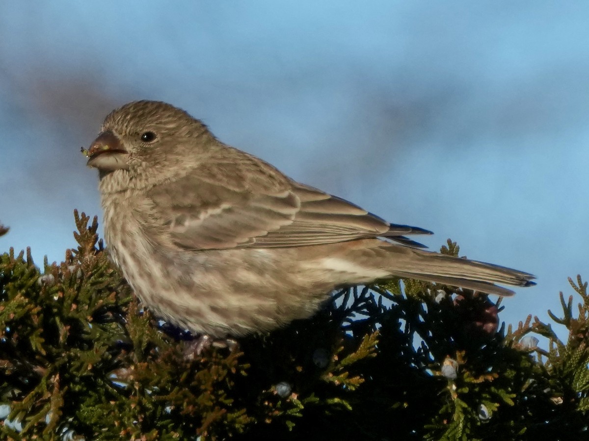 Roselin familier - ML646408442