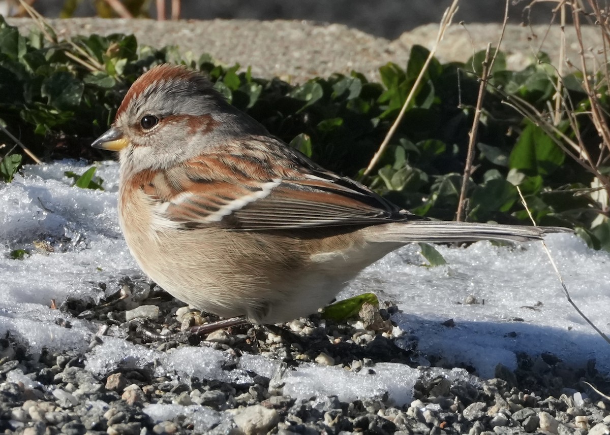 American Tree Sparrow - ML646408443