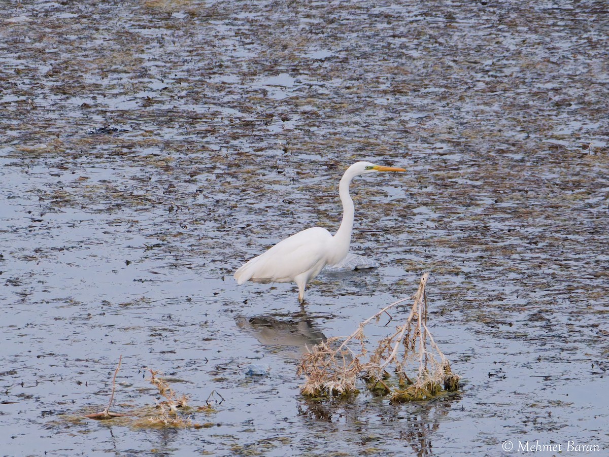 ダイサギ - ML646408446