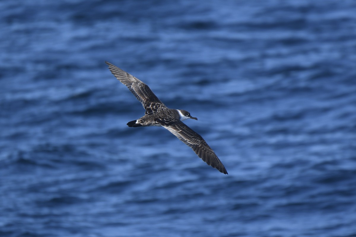 Great Shearwater - ML646408448