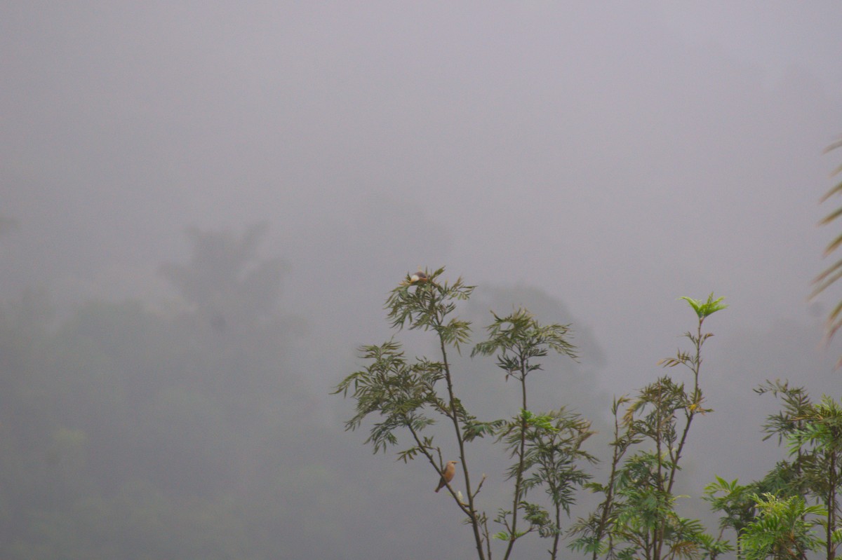 Estornino de Blyth - ML646408451