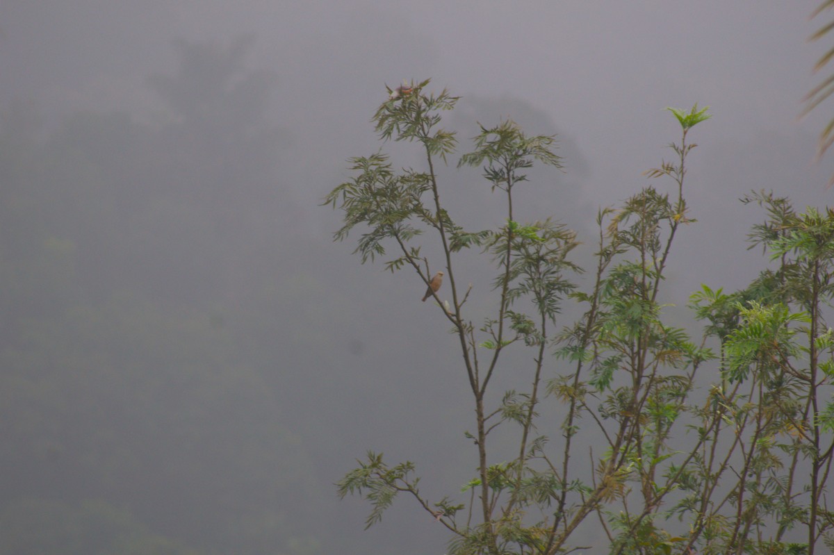 Estornino de Blyth - ML646408452