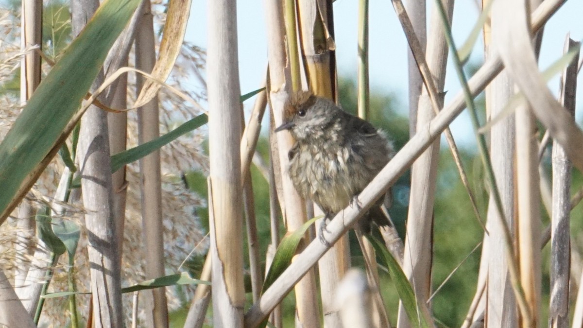 Eurasian Blackcap - ML646408455