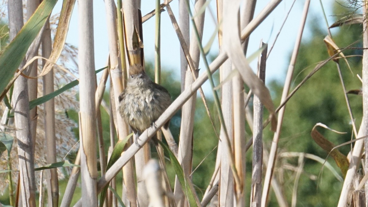 Eurasian Blackcap - ML646408456