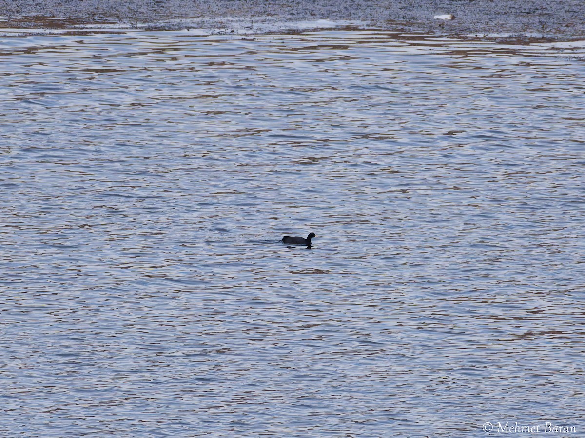 オオバン - ML646408458