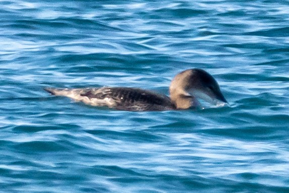 potáplice lední - ML646408460