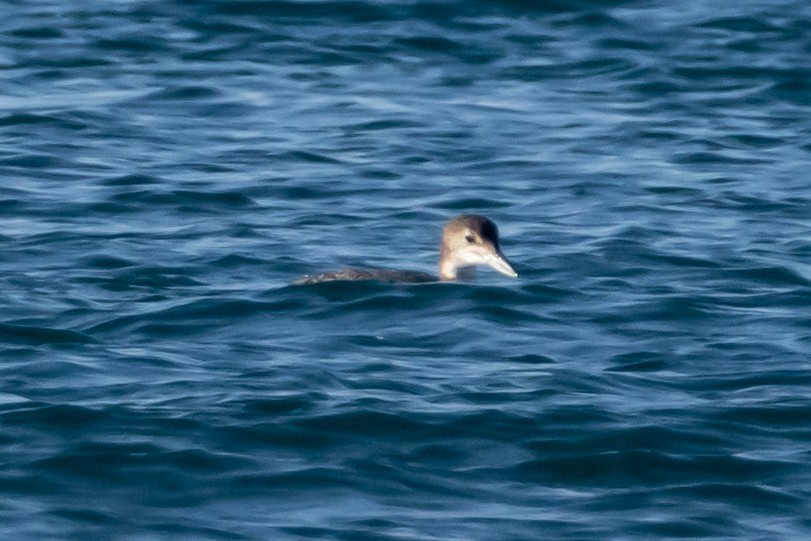 potáplice lední - ML646408461