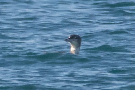 potáplice lední - ML646408462