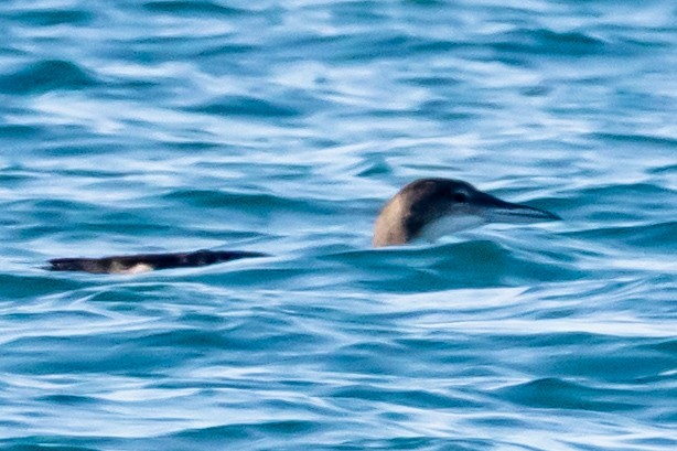 potáplice lední - ML646408463