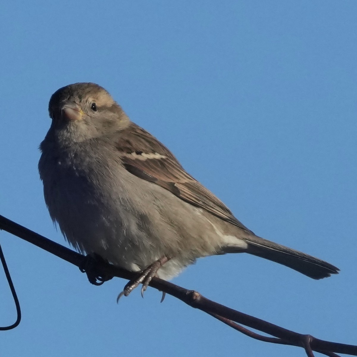 Moineau domestique - ML646408464