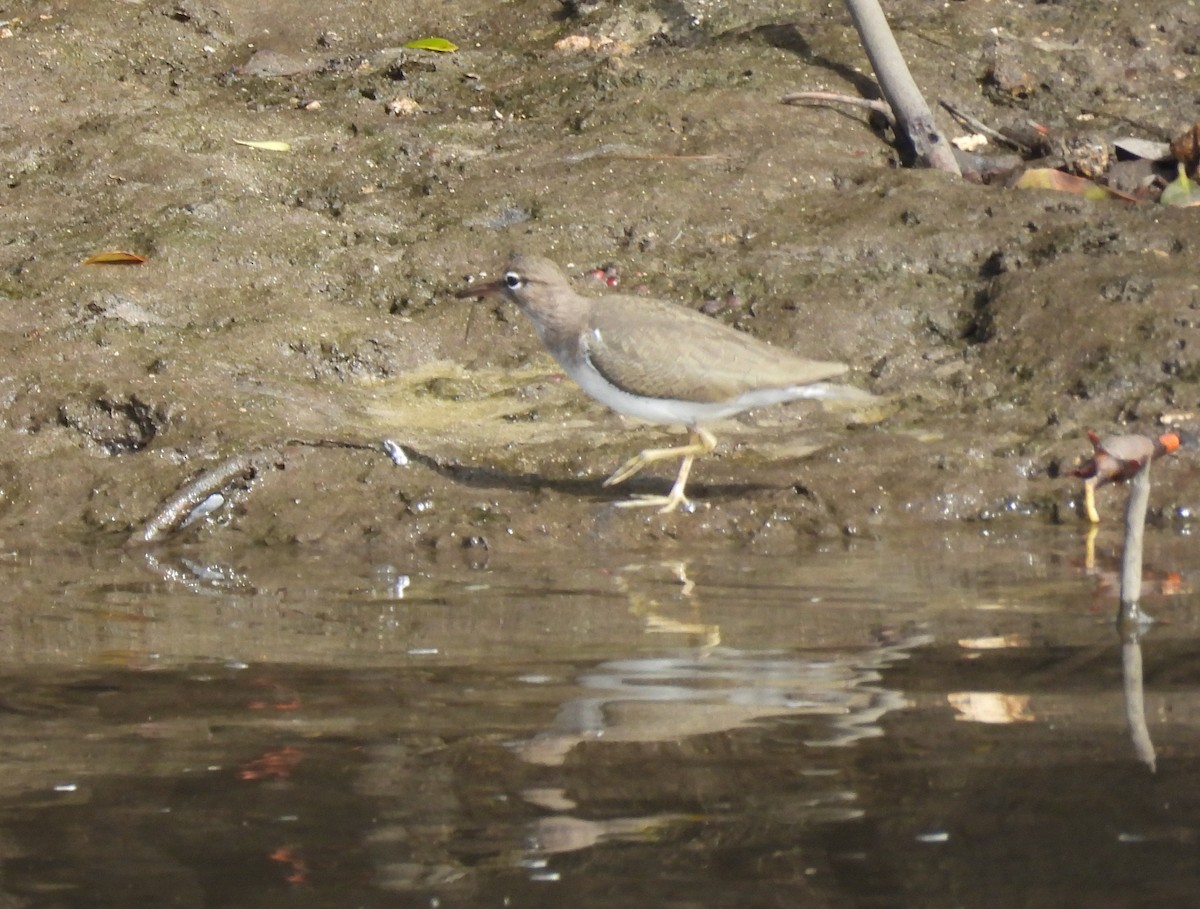 Spotted Sandpiper - ML646408467