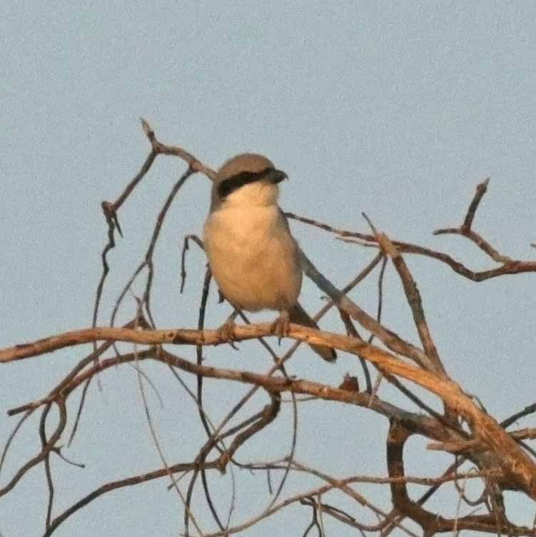 Great Gray Shrike (Arabian) - ML646408471