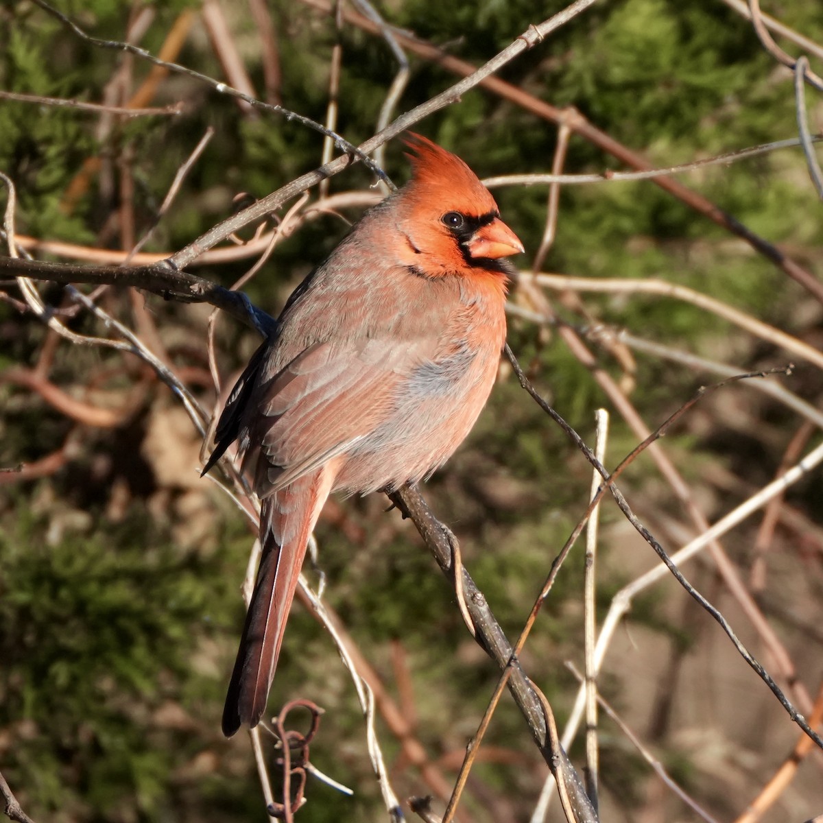 Cardinal rouge - ML646408477