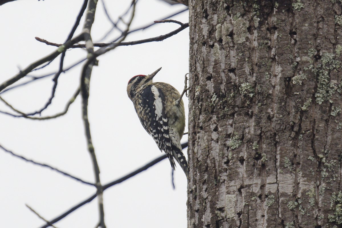 Yellow-bellied Sapsucker - ML646408488