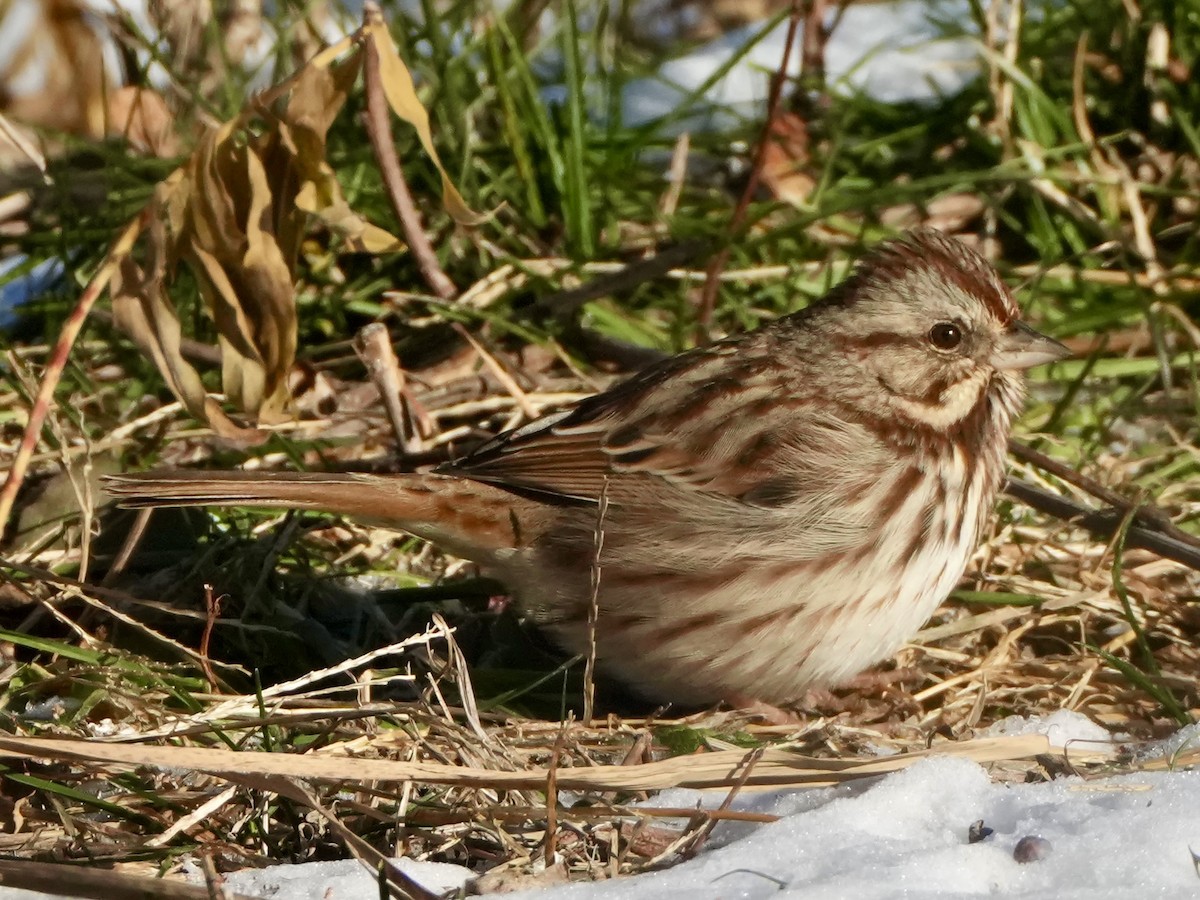 Bruant chanteur - ML646408489