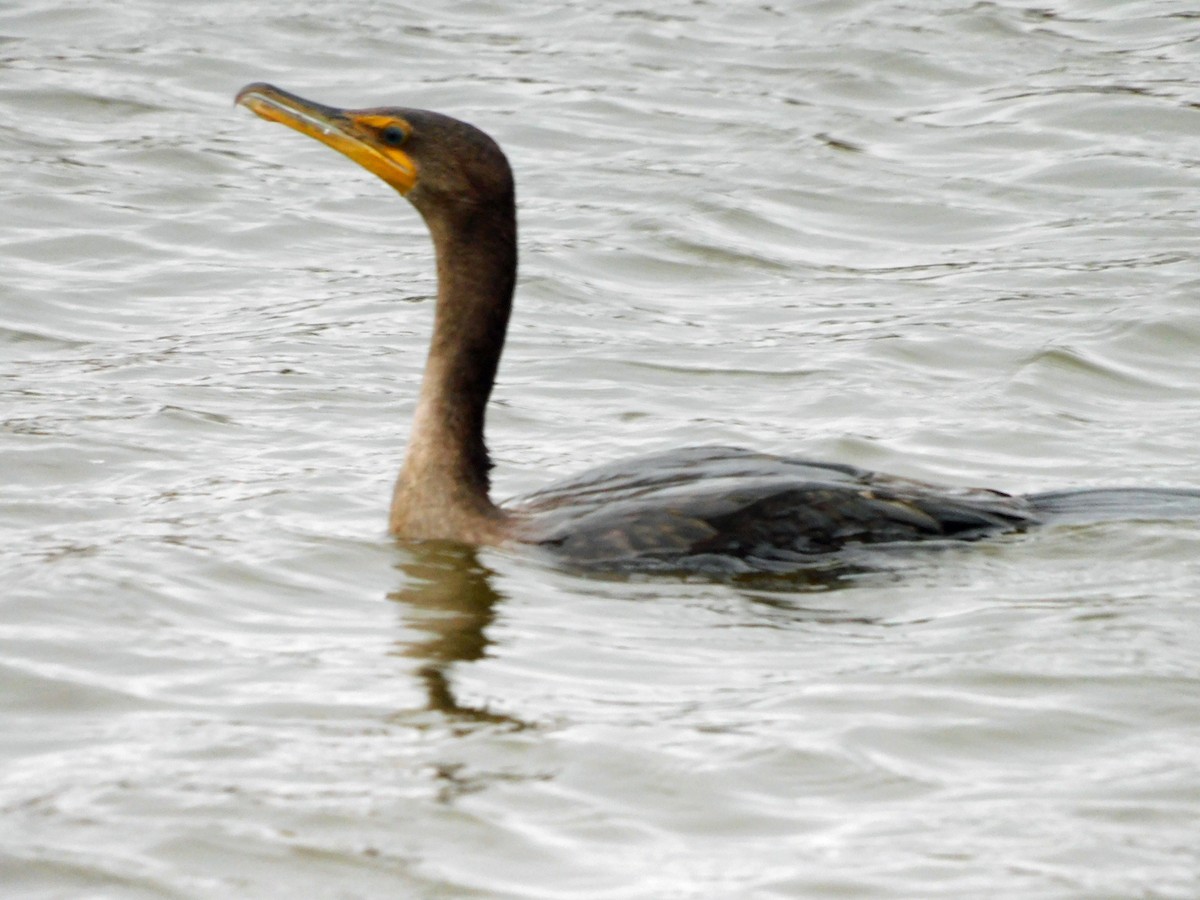 Cormoran à aigrettes - ML646408490