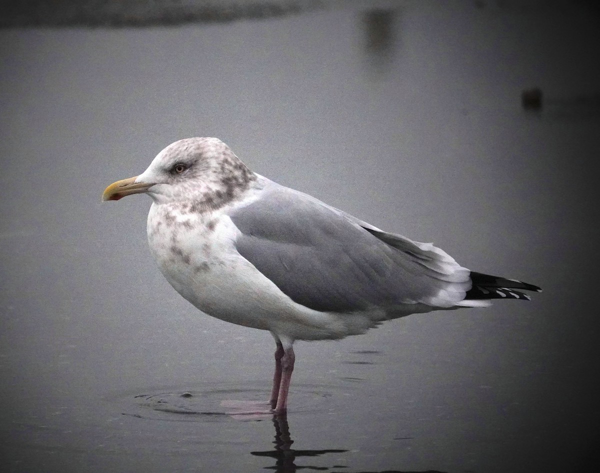 アイスランドカモメ - ML646408491