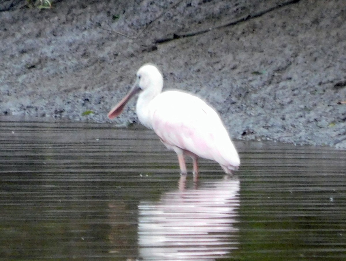 Roseate Spoonbill - ML646408492