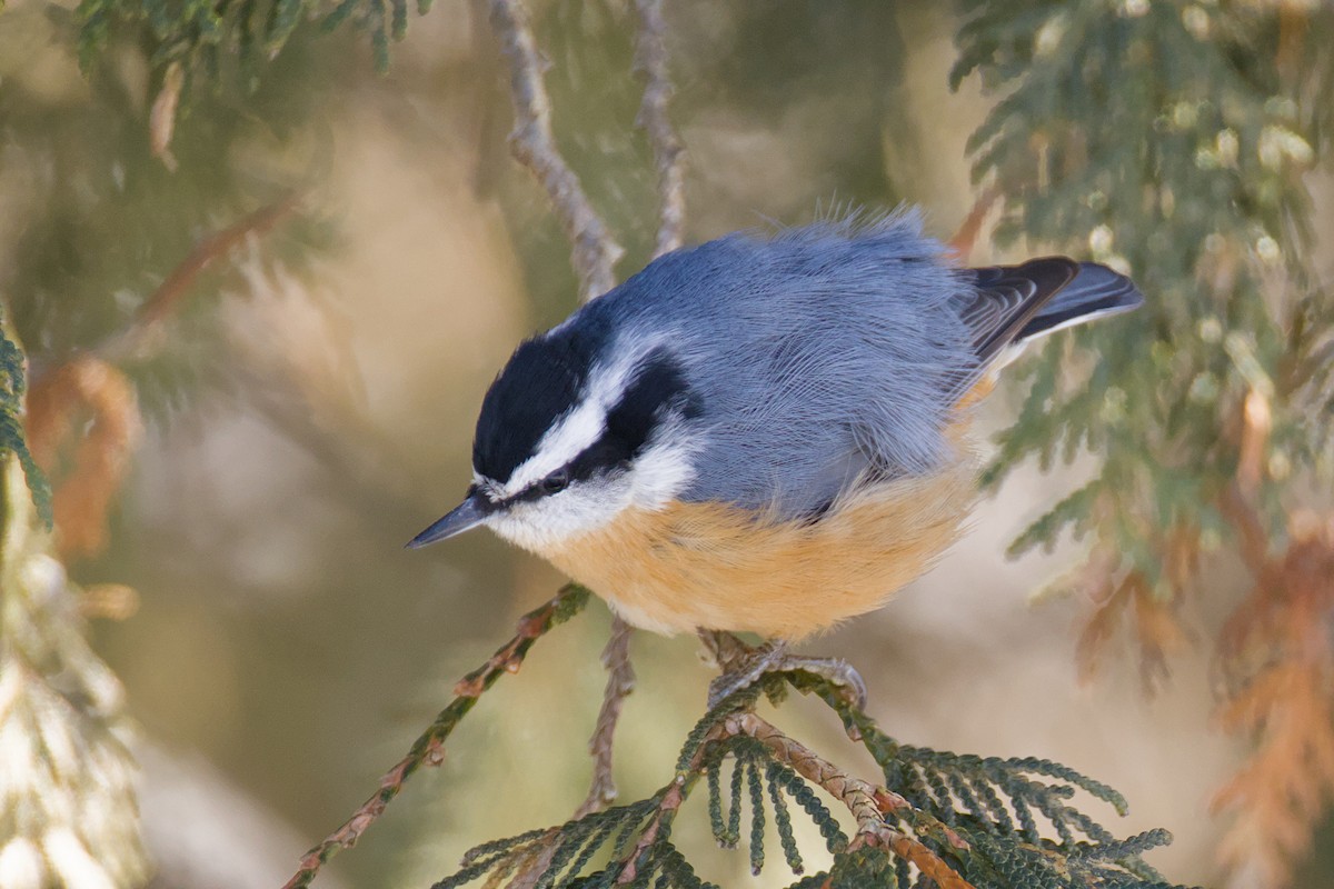 Red-breasted Nuthatch - ML646408493