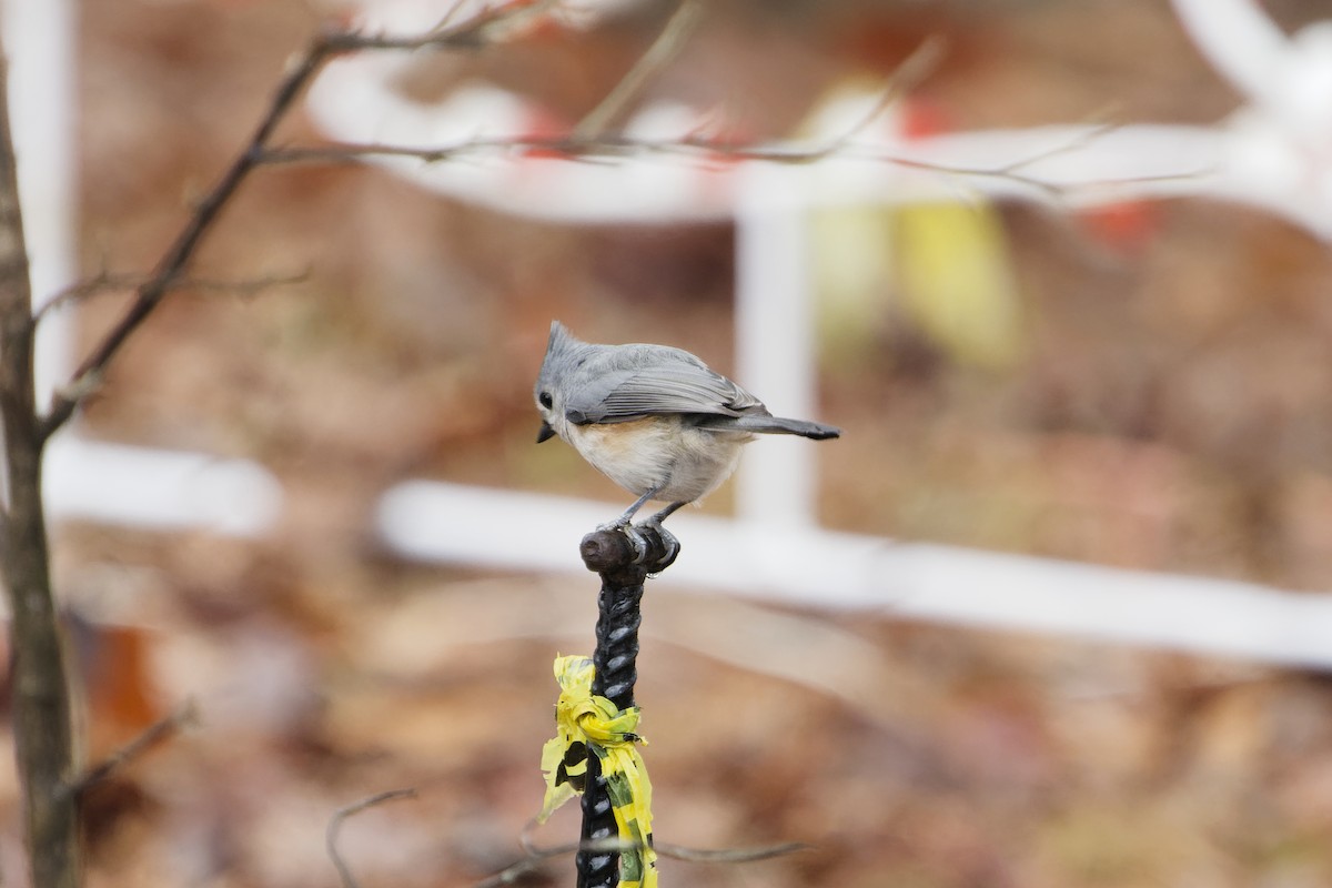 Tufted Titmouse - ML646408494