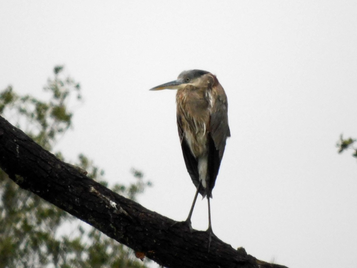 Great Blue Heron - ML646408496