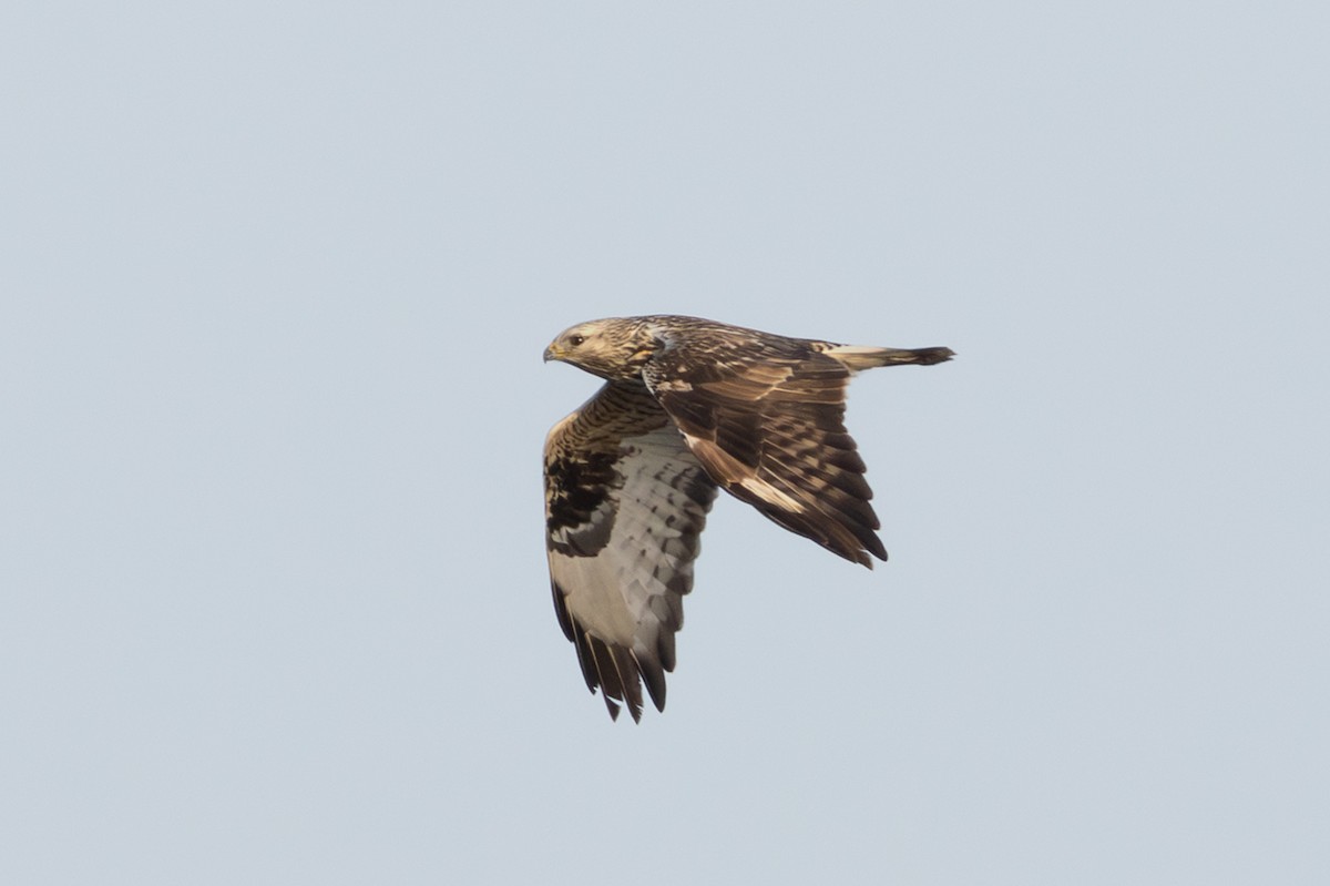 Rough-legged Hawk - ML646408497