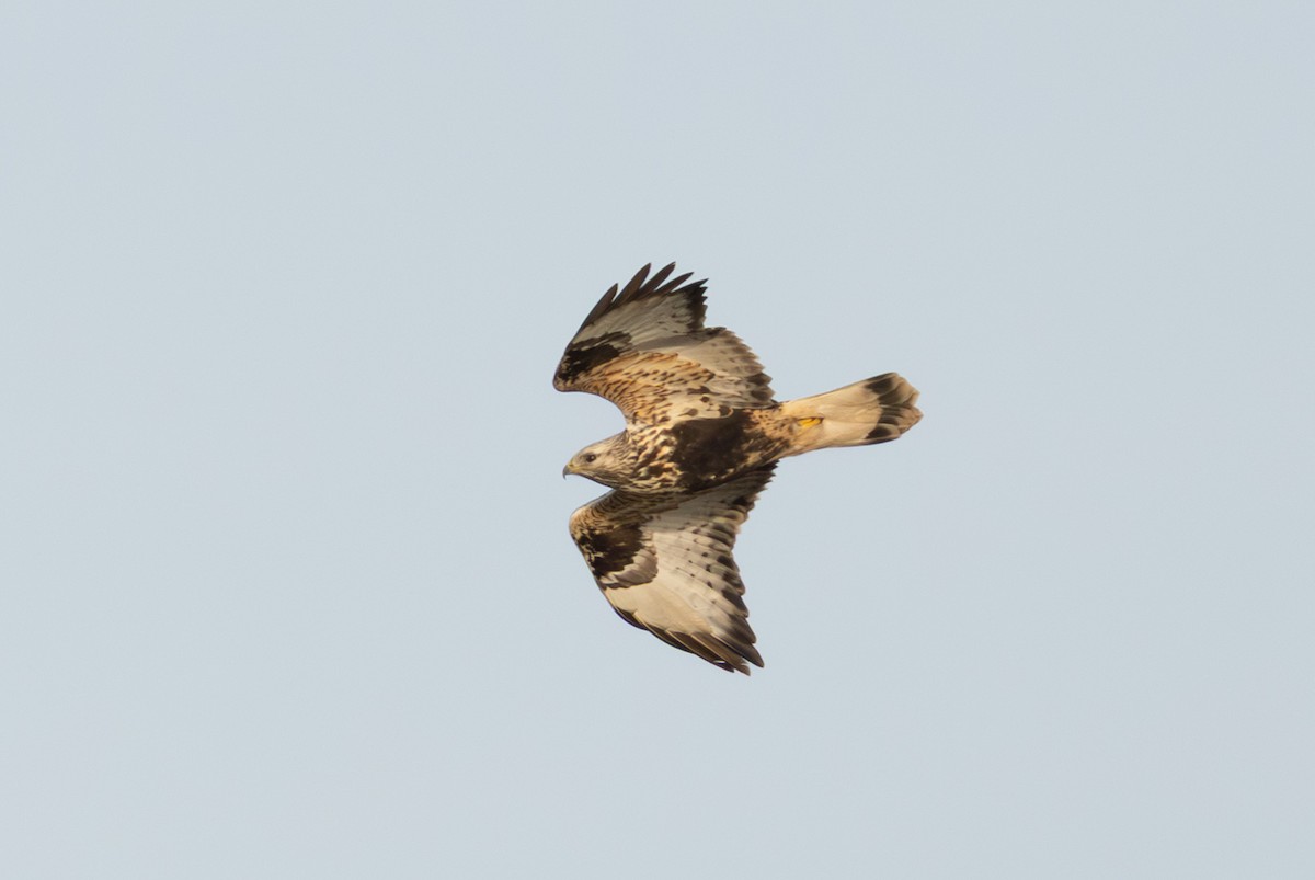 Rough-legged Hawk - ML646408498