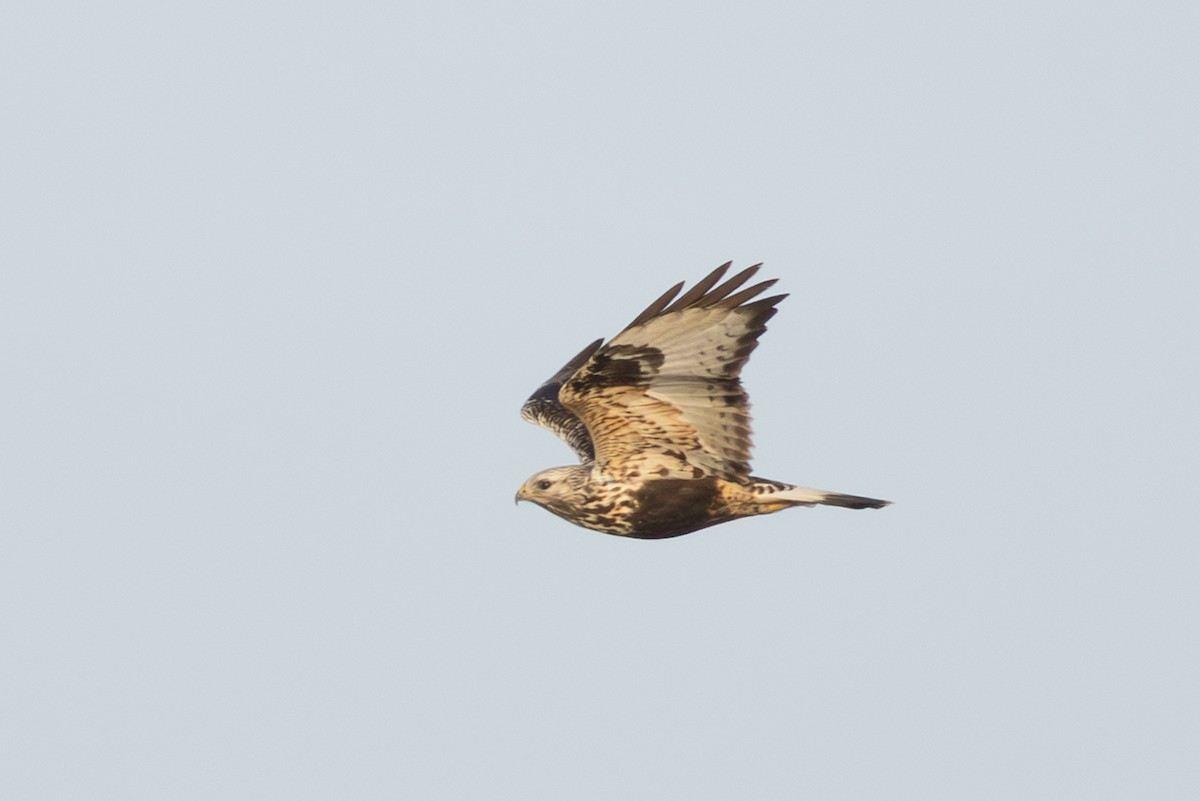 Rough-legged Hawk - ML646408499