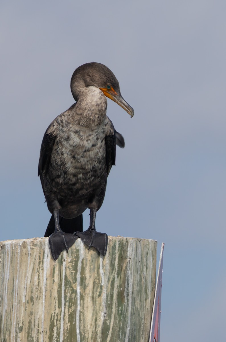 Cormoran à aigrettes - ML646408500