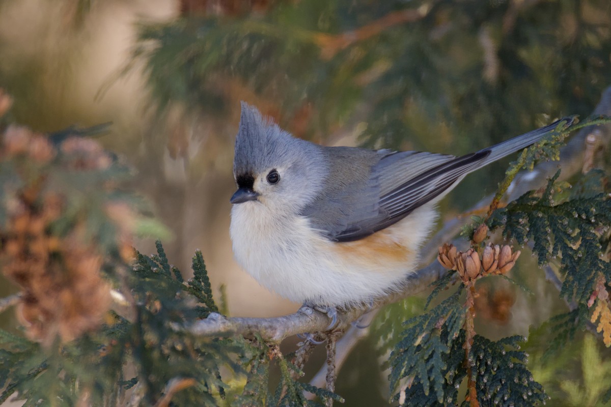 Tufted Titmouse - ML646408503