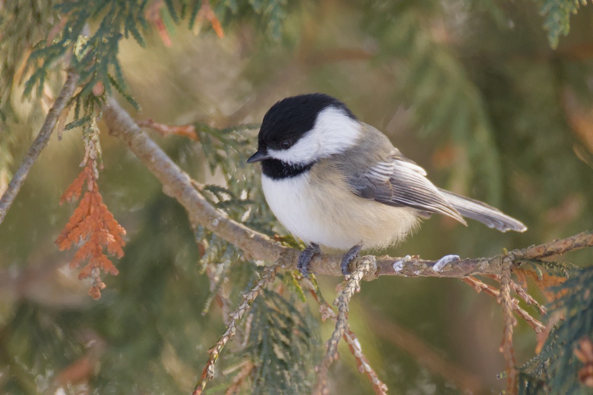 Black-capped Chickadee - ML646408504