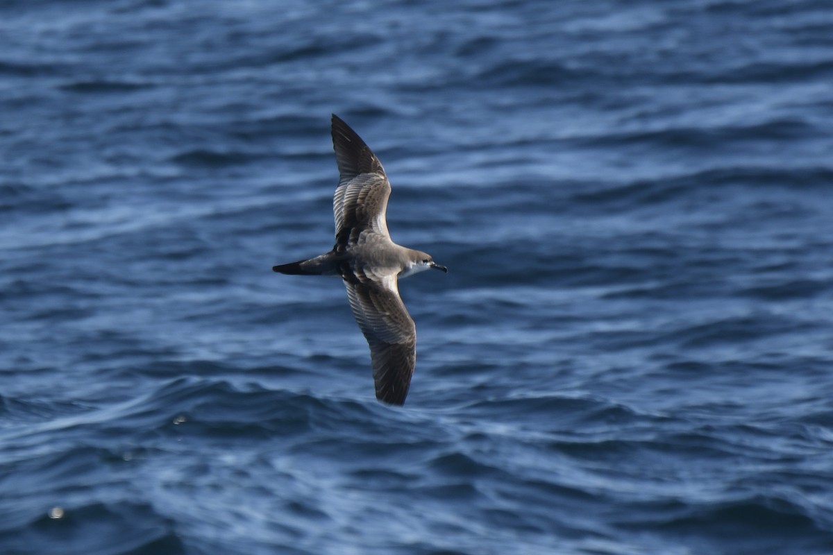 Buller's Shearwater - ML646408505