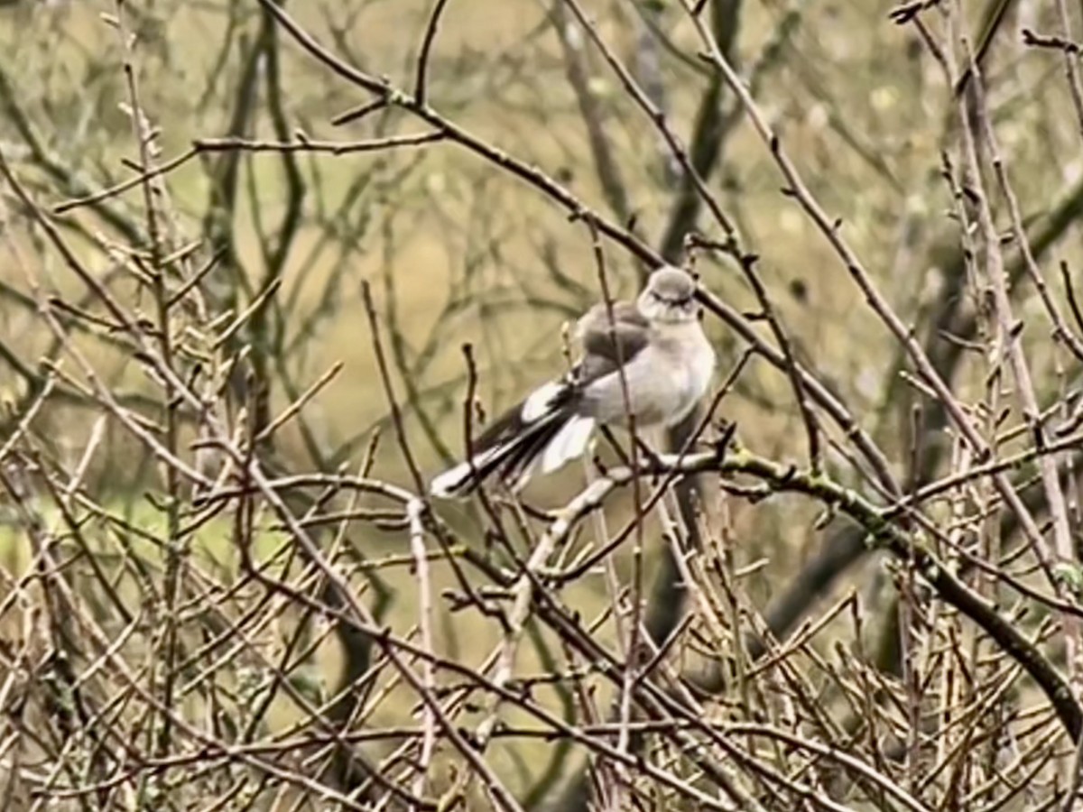 Northern Mockingbird - ML646408506
